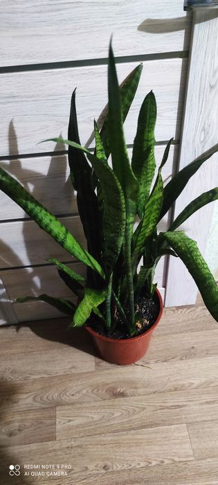 Сансевиерия или тёщин язык красивый цветок