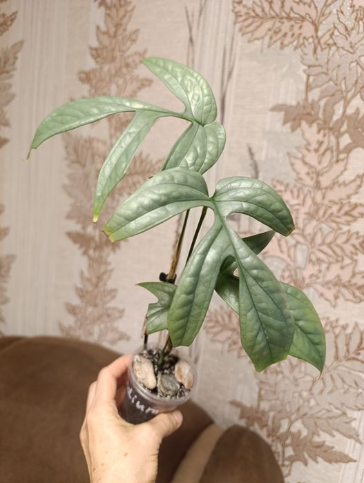 Филодендрон монстера Amydrium silver medium,Пінатум варієгатна, Білліт