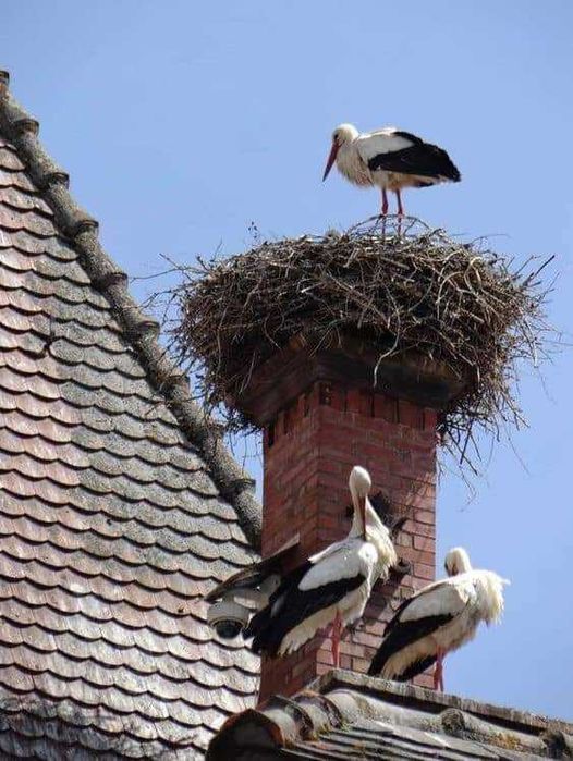 Дом по адресу (площадь 35 м²) - Atlanta.ua - фото 15