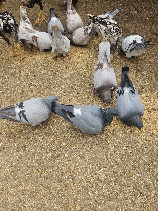 Pombos mundanos 20€ o casal