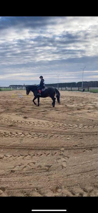 Pesjonat dla koni wolne boksy!!!