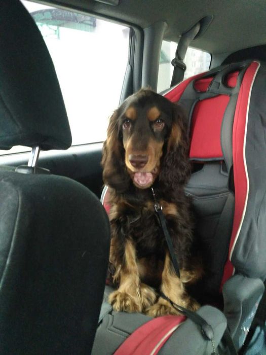 Англійський кокер спаніель шукає дівчинку