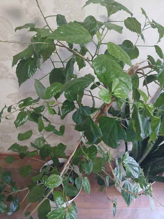Продам Китайскую розу