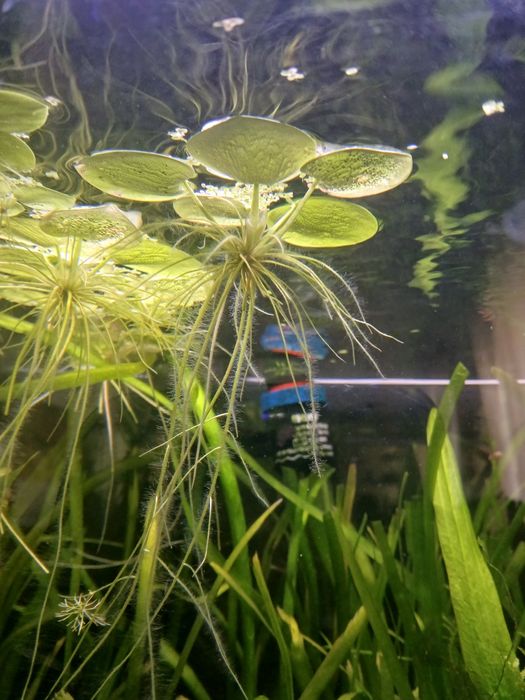 Plantas para Aquário