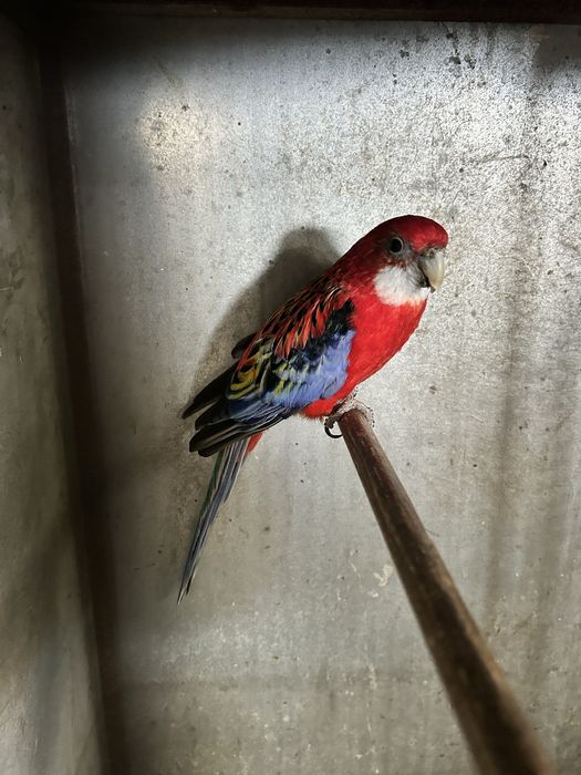 Macho rosela adulto 2019