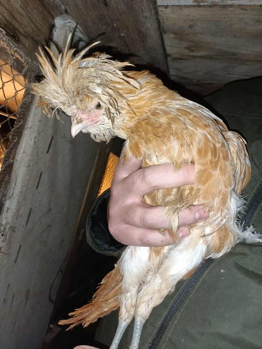 Młodziutki 12tygodniowy kogucik czubatka wielbłądzia olbrzymia