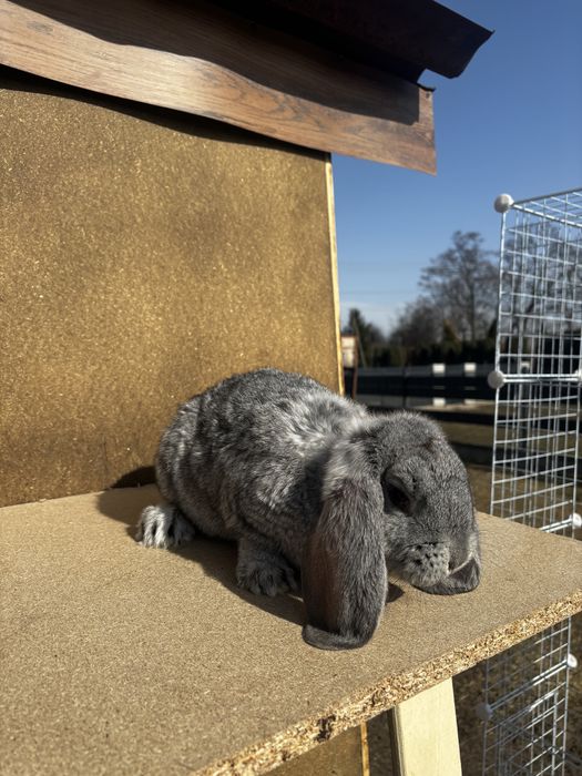 Baran francuski samczyk szary