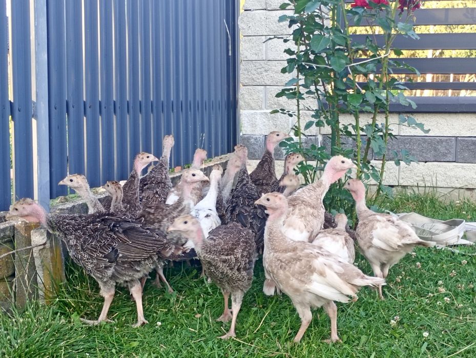 Indyki staropolske