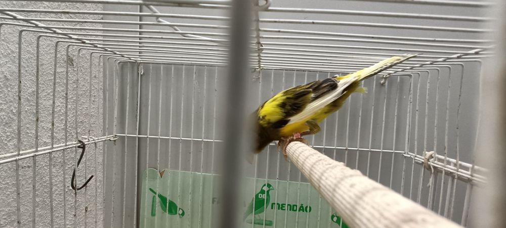 Canários timbrados espanhol