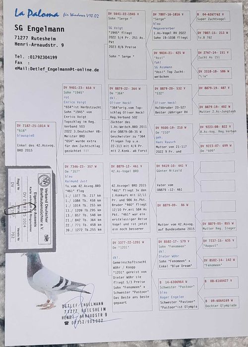 SAMICA do rozpłodu !!! TOP !!!