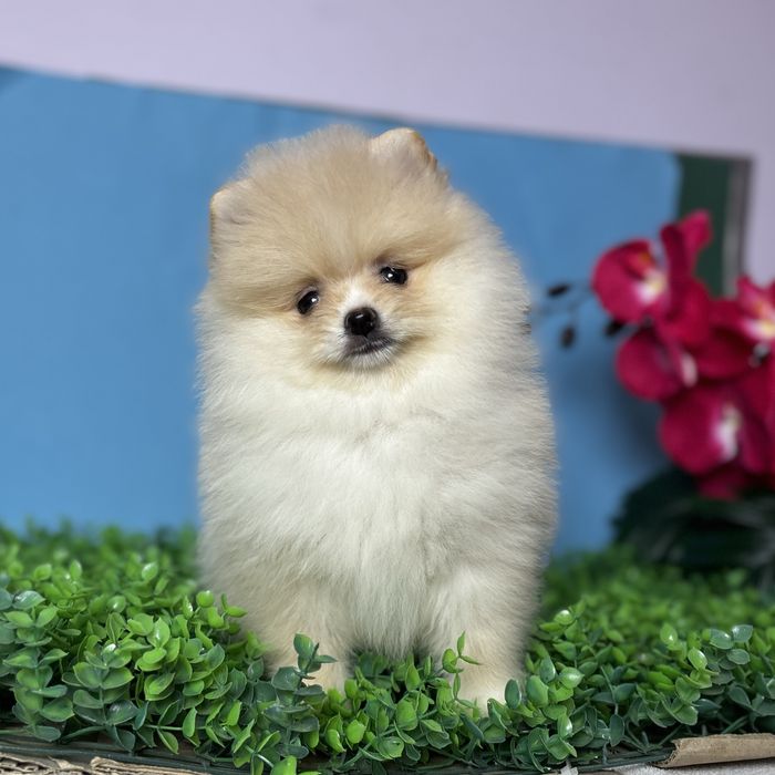 ляльковий Ведмедик шоу классу