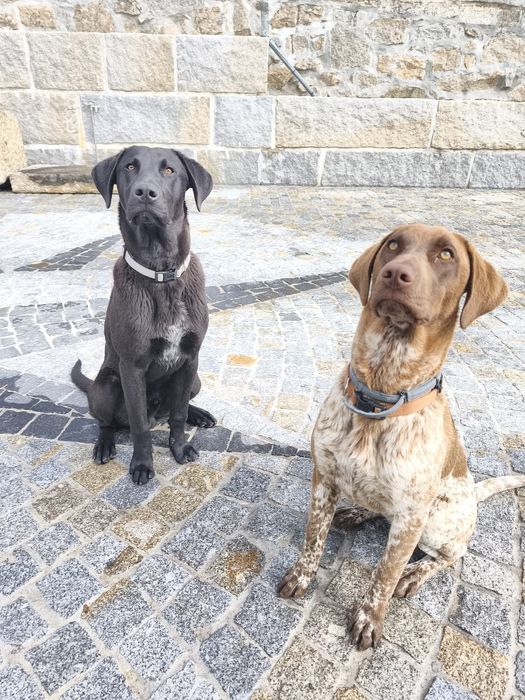 Irmãos mistura de braco alemão para adoção