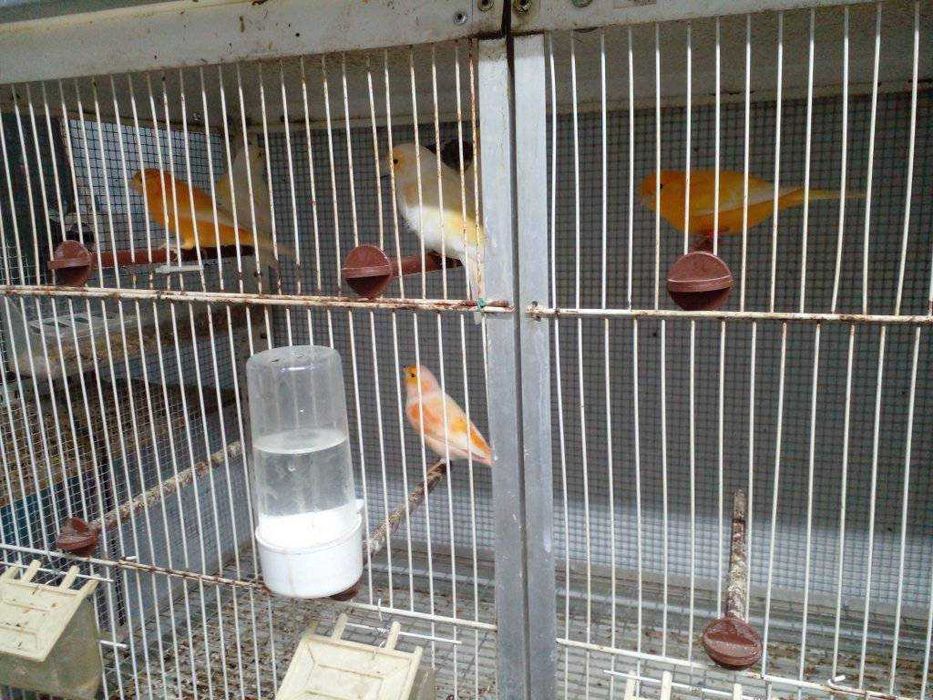 Cedência de canários de várias raças