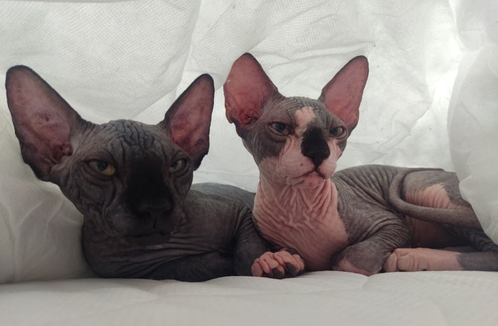 Sfinks Sphinx Kotka Jeszkowice • OLX.pl