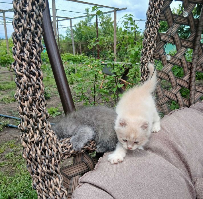 Котята. Отдам котёнка в хорошие руки.