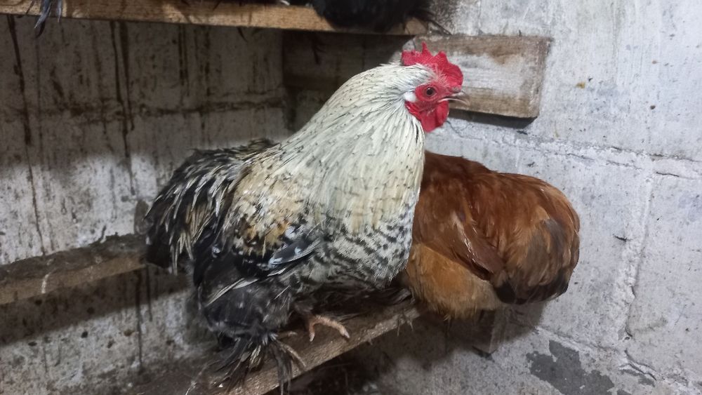 Sprzedam koguty  kochin miniaturowy