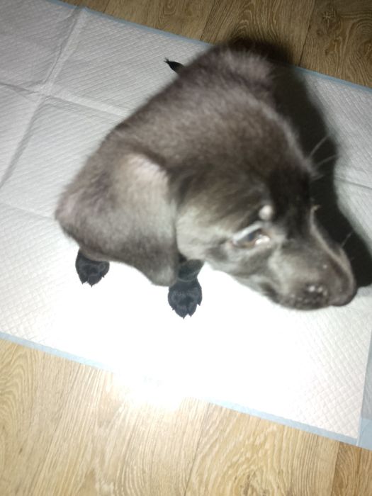 Oddam szczeniaki w dobre ręce