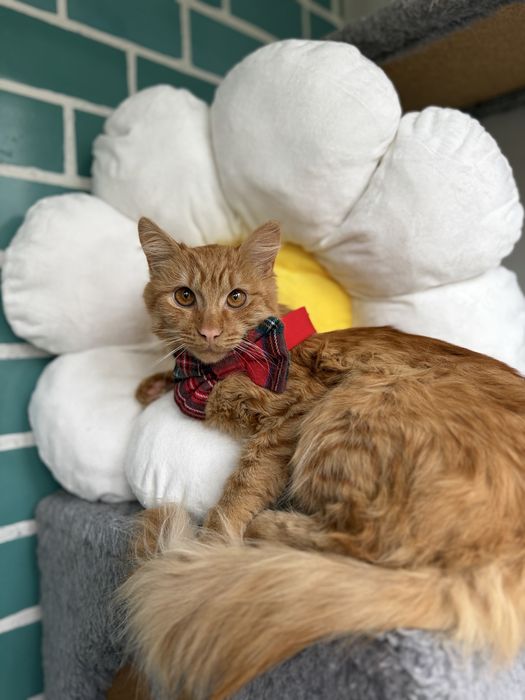 Рудий молодий кіт котик 7-8 місяців