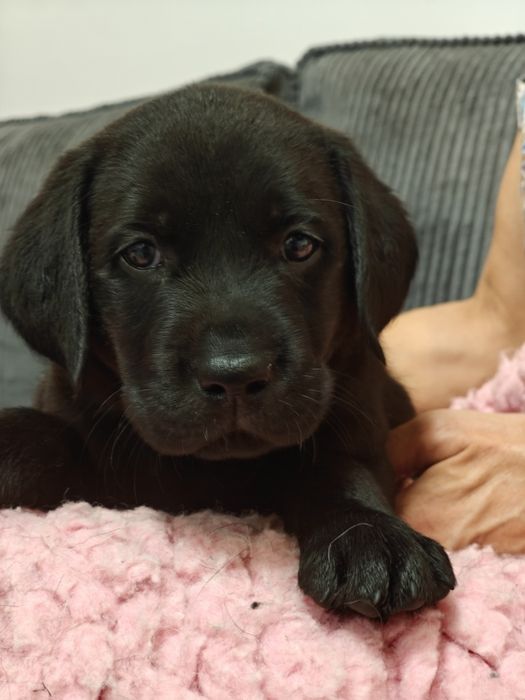 Labrador Retriever Suczka Związek Kynologiczny w Polsce