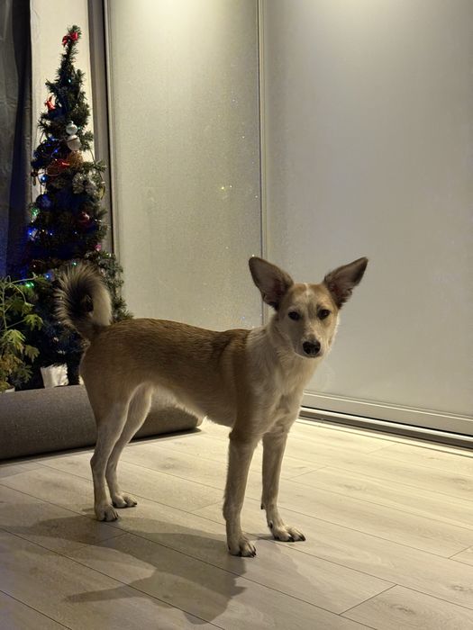 Roczna suczka do oddania