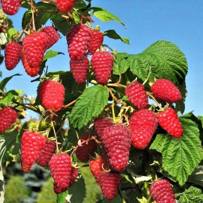 Саджанці малинового дерева ОПТ–Роздріб / Саженцы малинового дерева ОПТ