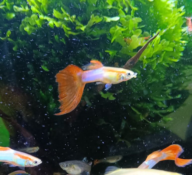 Gupiki mix jak na zdjęciu