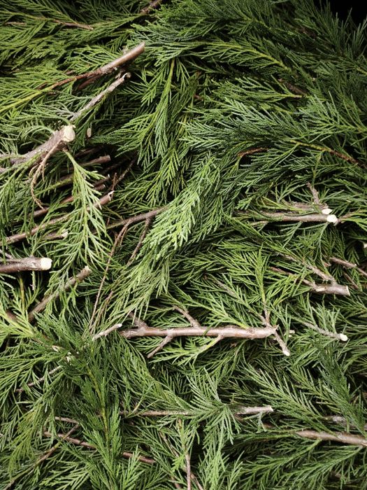 Cedros verdes para enfeitar