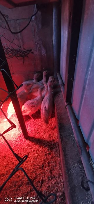 Perus adultos e novos