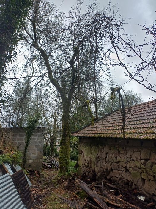 Oliveiras centenárias