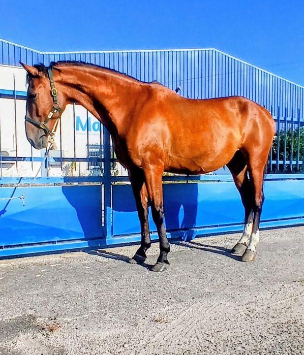Vendo ou troco cavalo castrado