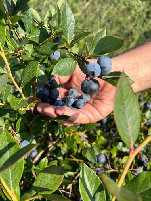 Mirtilos Biológicos - Dunas d' Ovar - terminou a epoca - nova Maio 25