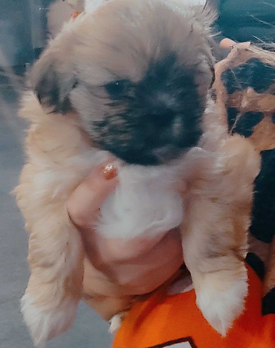 Szczenięta shih tzu