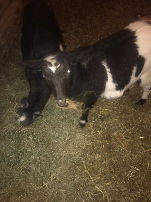 Коза кітна дві штуки