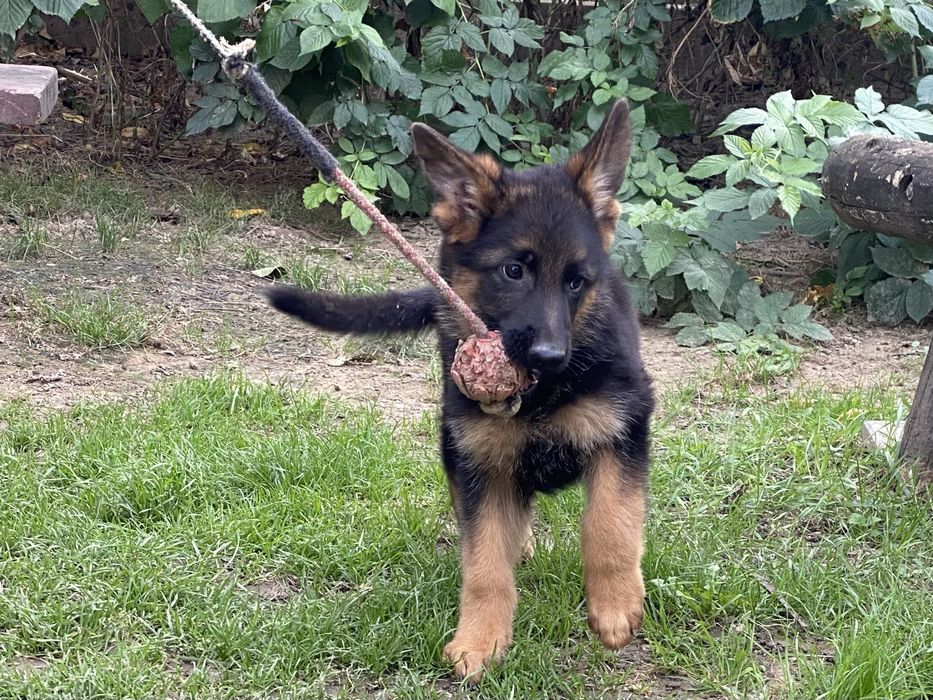 Нчмецька вівчарка, чистокровні.