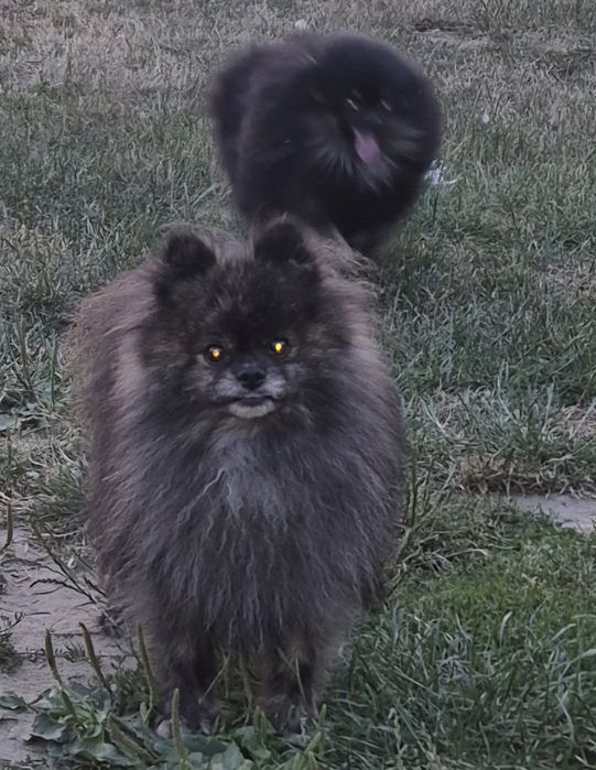 Pies pomeranian bardzo kolor wilczy