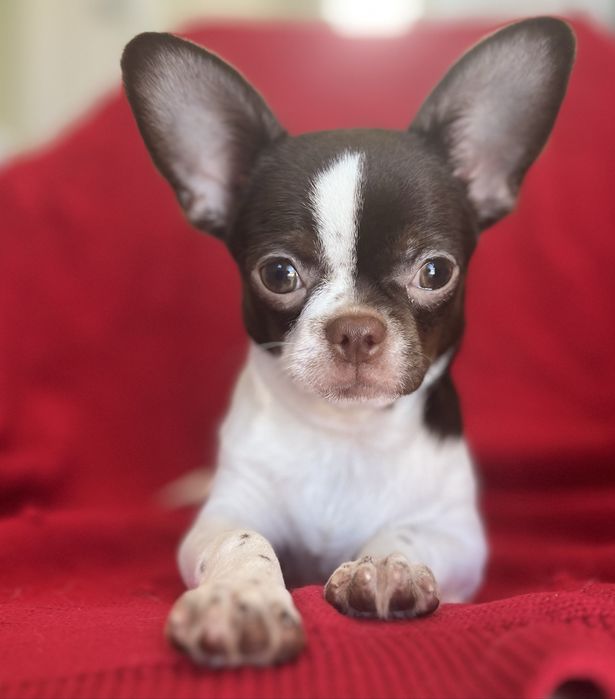 Chihuahua Macho  Pelo Curto