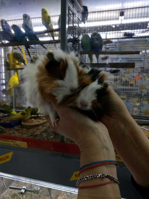 Морьска свинка, Пігулі