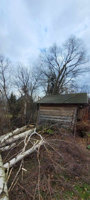 Wycinka Drzew Trudnych Sprzątnie Działek Cała Małopolska Szybki Termin