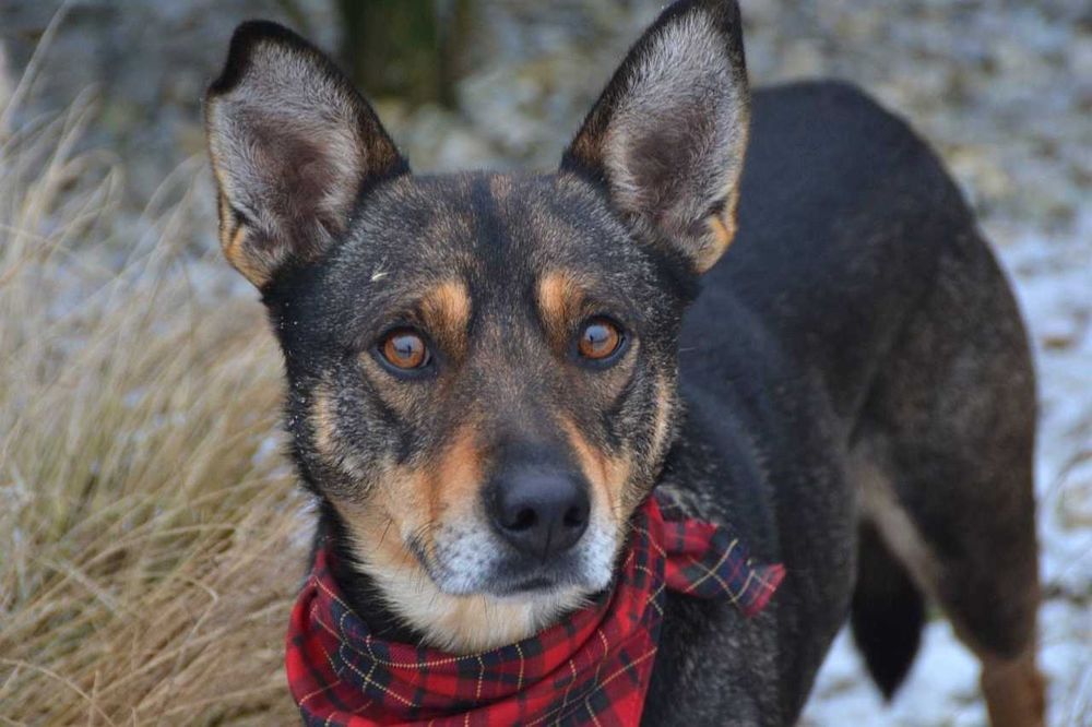 Przekochany, delikatny Andrzejek chciałby być Twoim Andrzejkiem!
