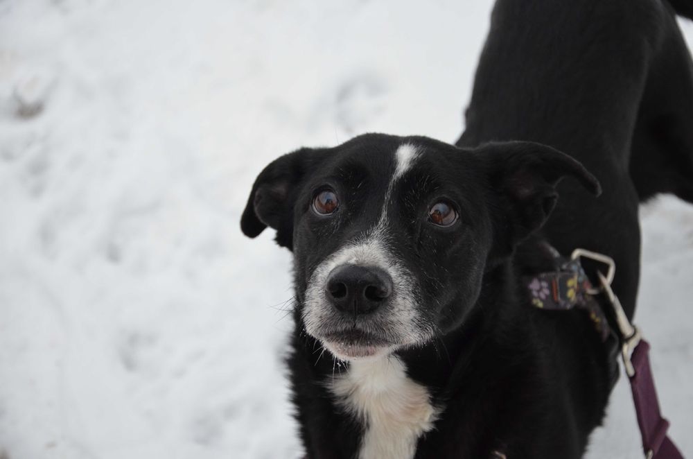 Frania do pokochania - adopcja