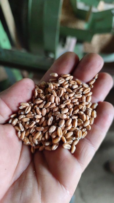 Pszenica workowania, sprzedaż z gospodarstwa