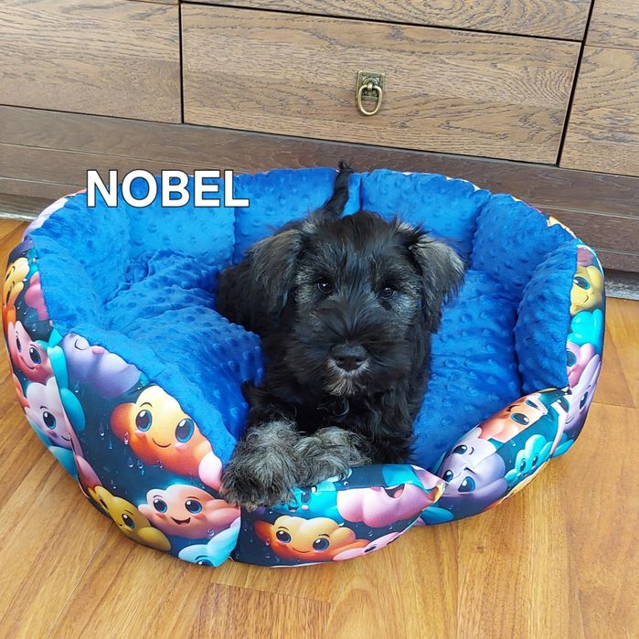 Sznaucer miniaturowy-wielkie serce wspaniały charakter  inteligęcja