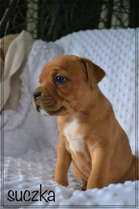 Staffordshire Bull Terrier suczka FCI