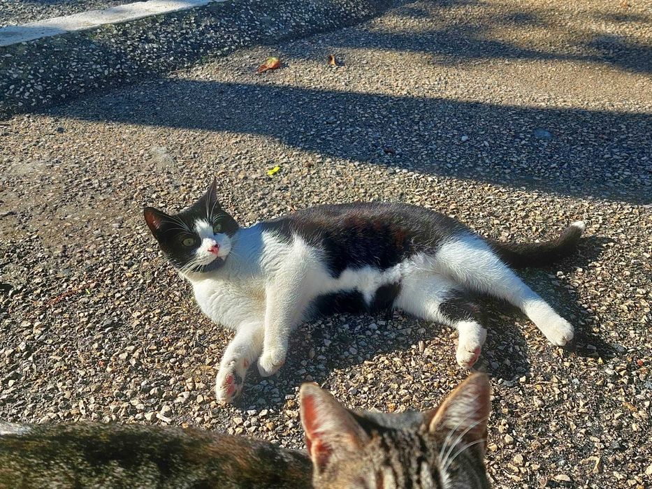 Gatinhos em adopção