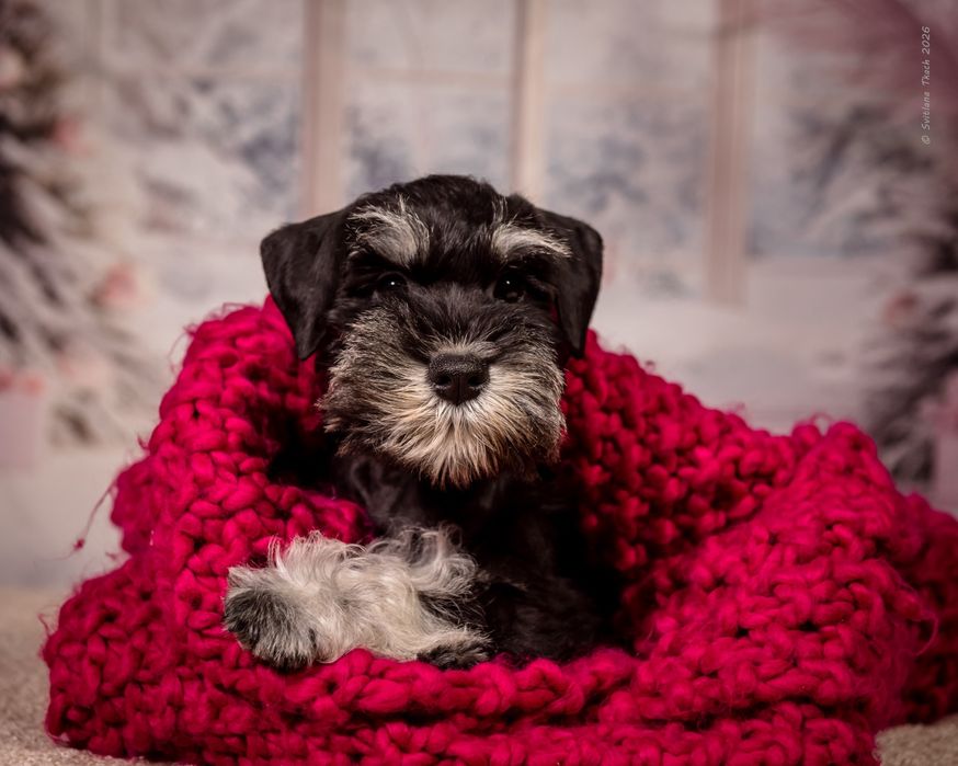 Цуценя цвергшнауцера, фантастична дівчинка