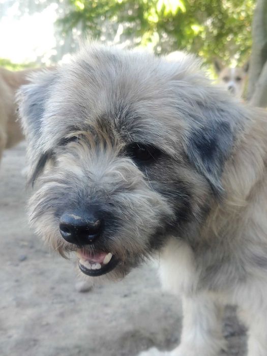 DREDZIK czeka na swój domek