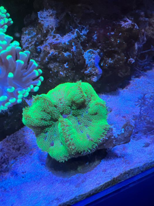 Корали мʼякі морський акваріум