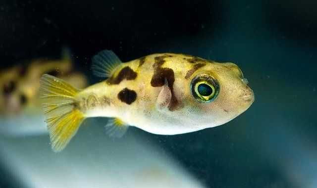 GB Kolcobrzuch Karłowaty - dowóz ryb!