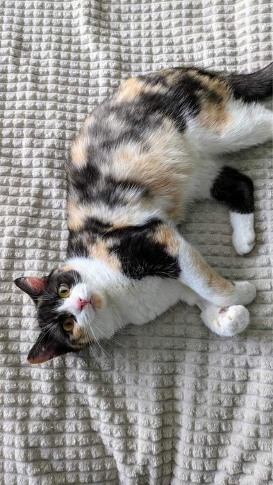 Kochana koteczka szuka kochającego domu!