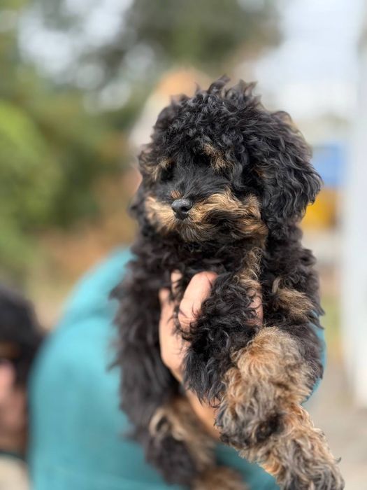 Пуделек окрас фантом